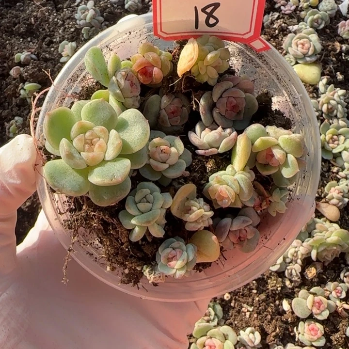 18号多肉植物一盘盘