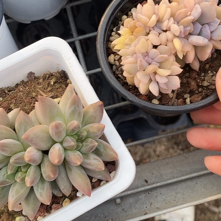 水晶球25677788@j k k