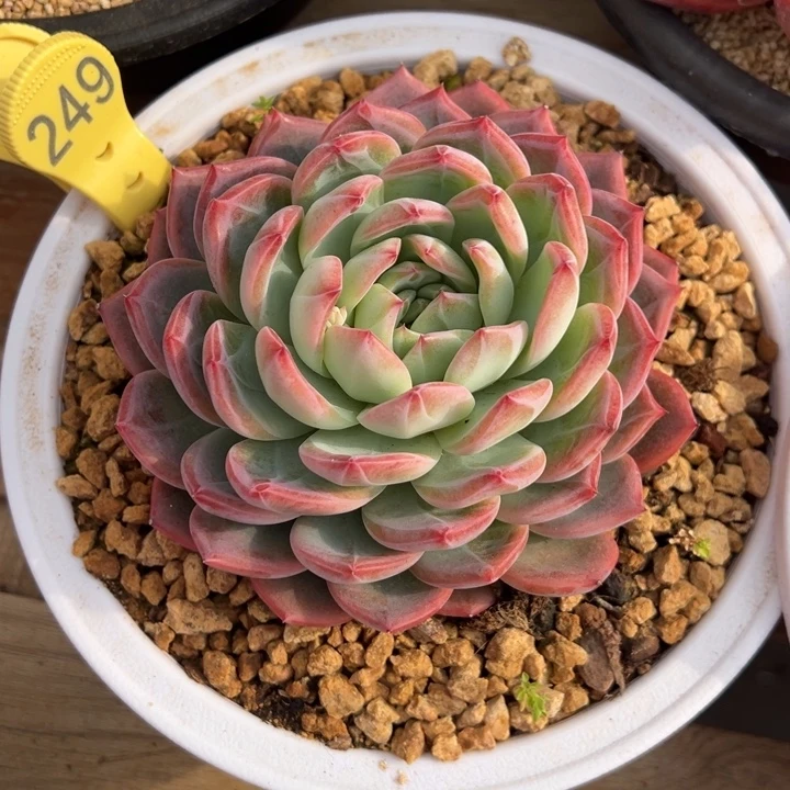 红鸾 单头 夏鸣园艺