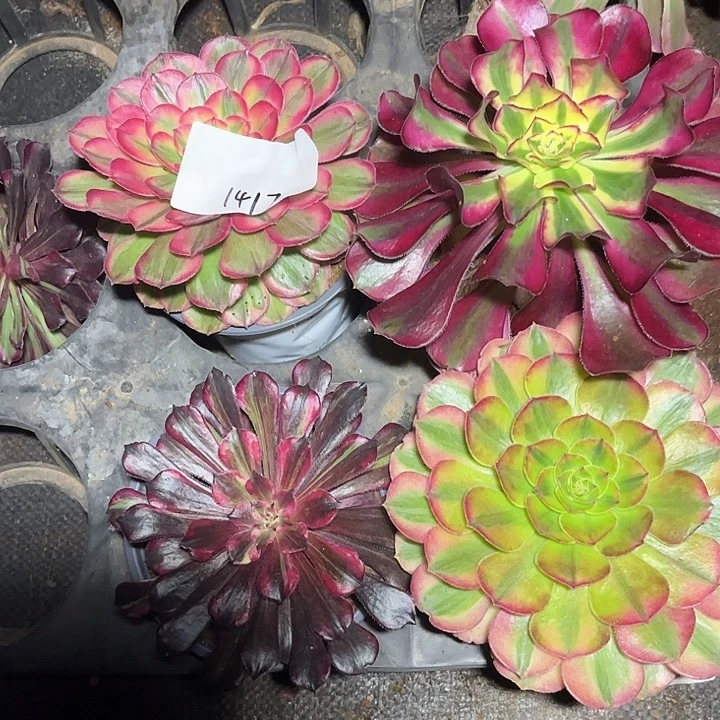 查***人4颗单头多肉植物保护专业1417