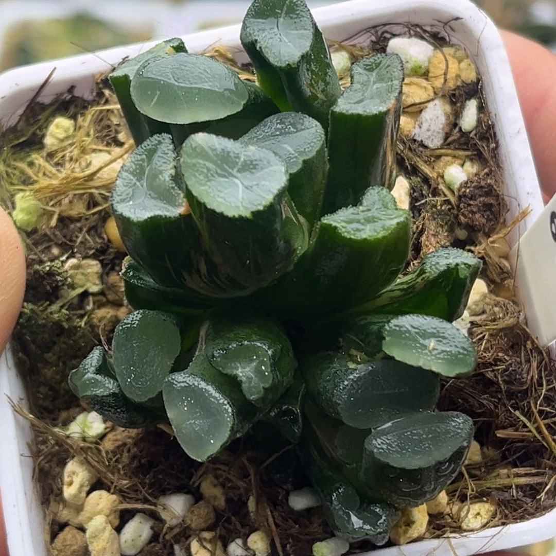 674欧大宝万象锦三头