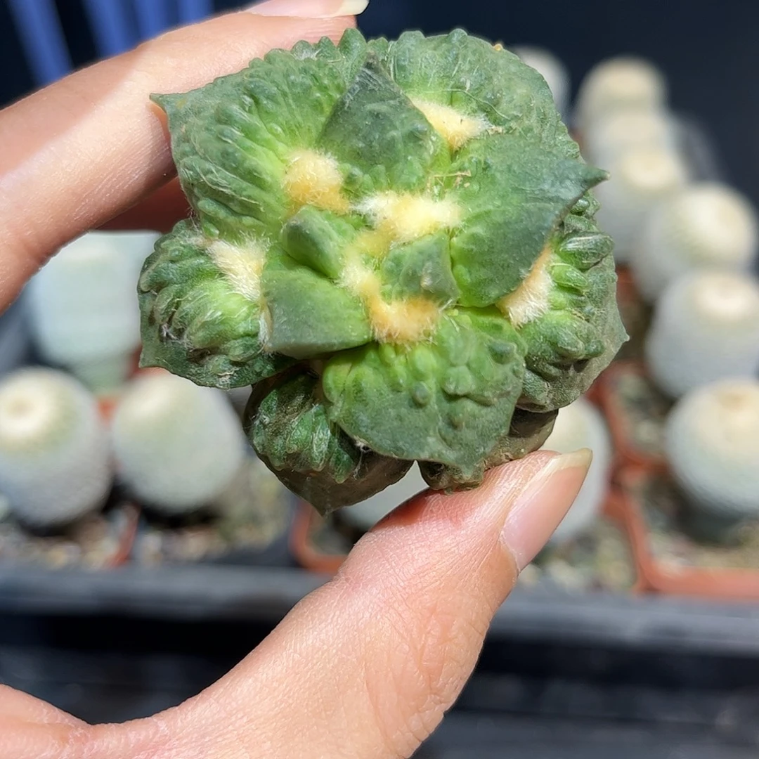 7号自根福利珊瑚怒涛