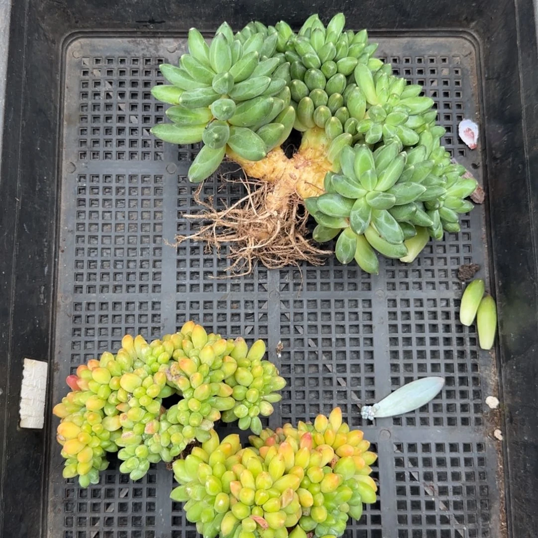 ℳ***༊多肉植物一物一拍