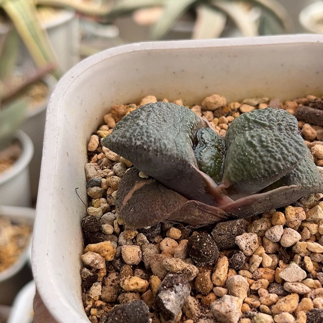 城***人城市养鸦人专拍111111