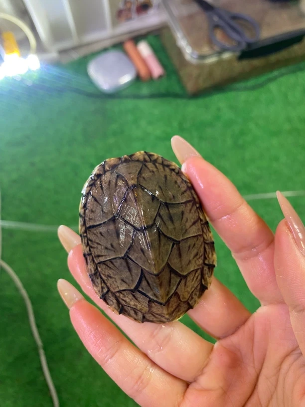 人工养殖观赏宠物龟鳖适合家养的活体乌龟