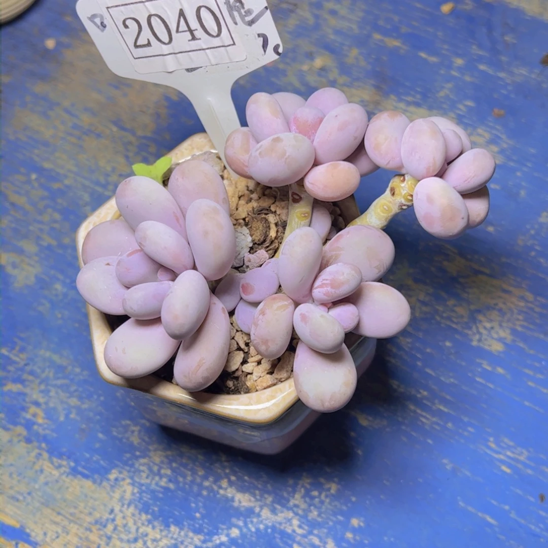 奶酪2040多肉植物