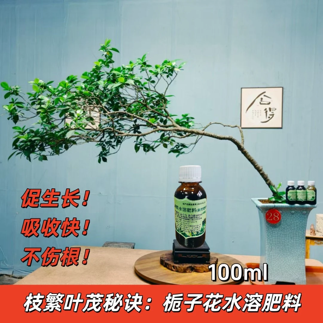 铭章推荐好用栀子花水溶肥料（栀子花必用），开花快，枝繁叶茂的秘诀