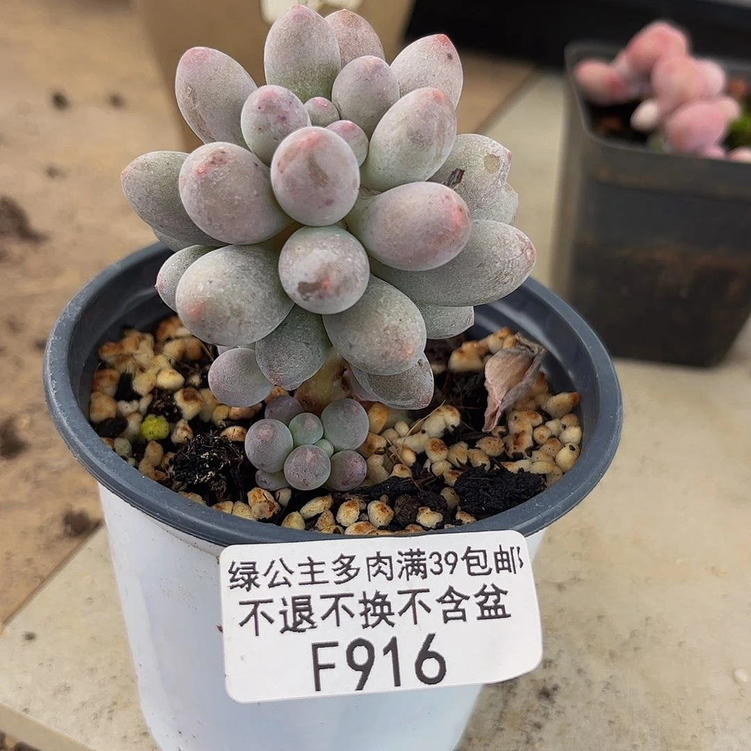 916-香水手指奶多肉3cm