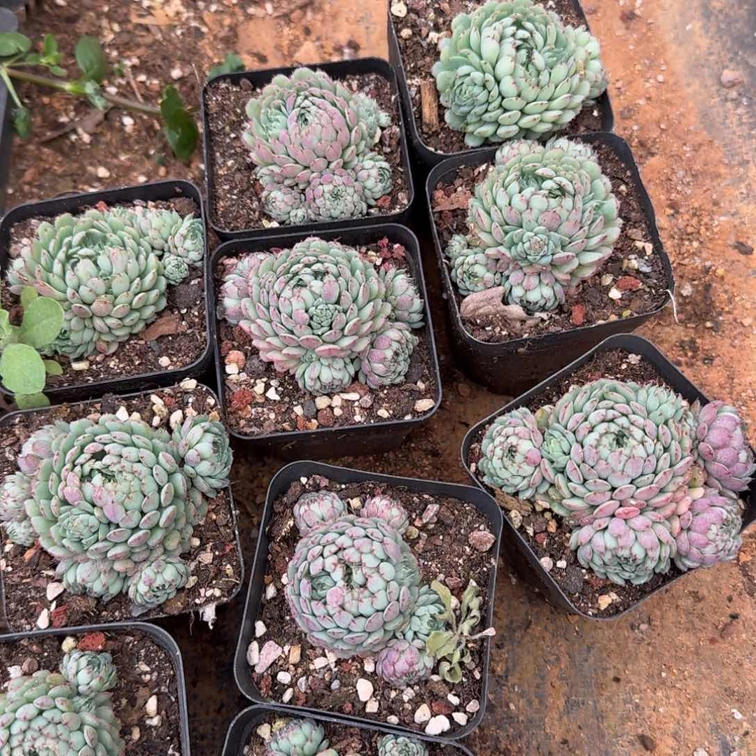 小红衣十棵量拍19-27