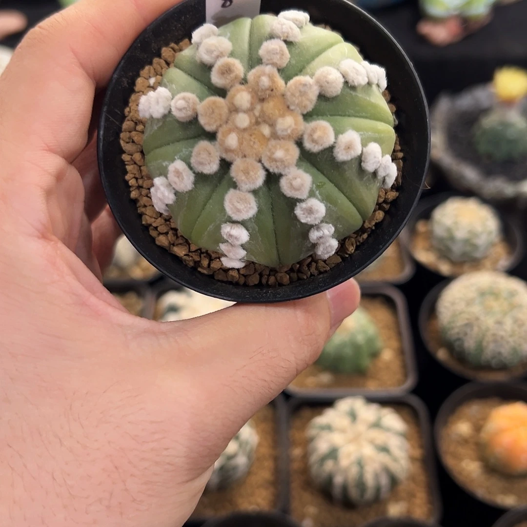 海星脆皮连心编码68