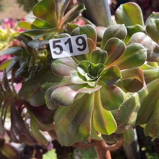 ?**n多肉植物一个法师