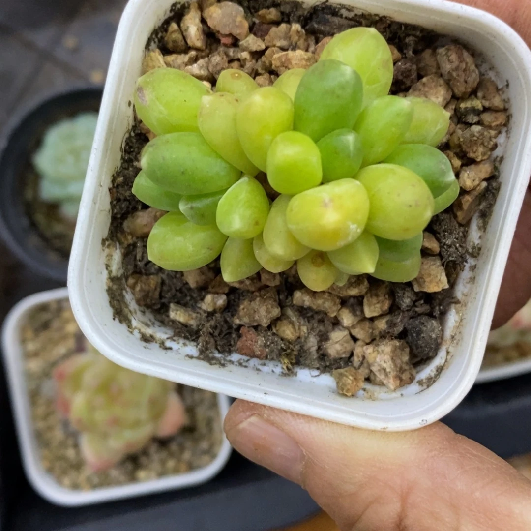 精品多肉一物一 一拍不包整433