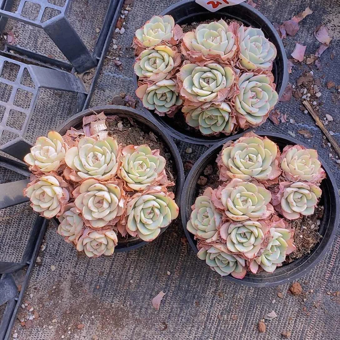 2.7-11-奶油黄桃群福利一颗 量拍