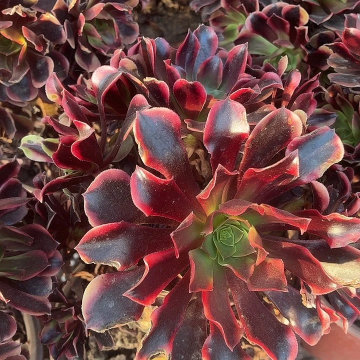 欧佳丽大颗10棚脱土