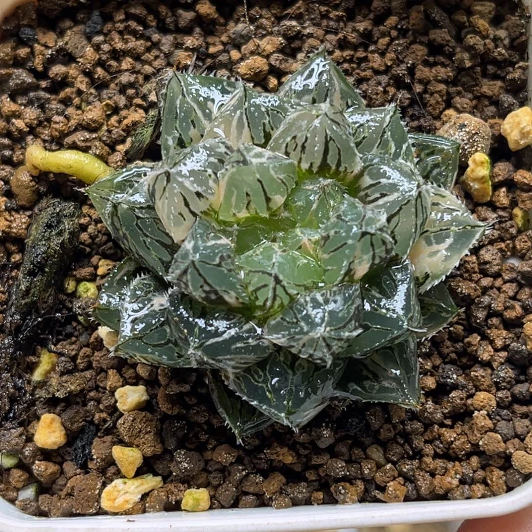 77楼兰玉露锦福利专场