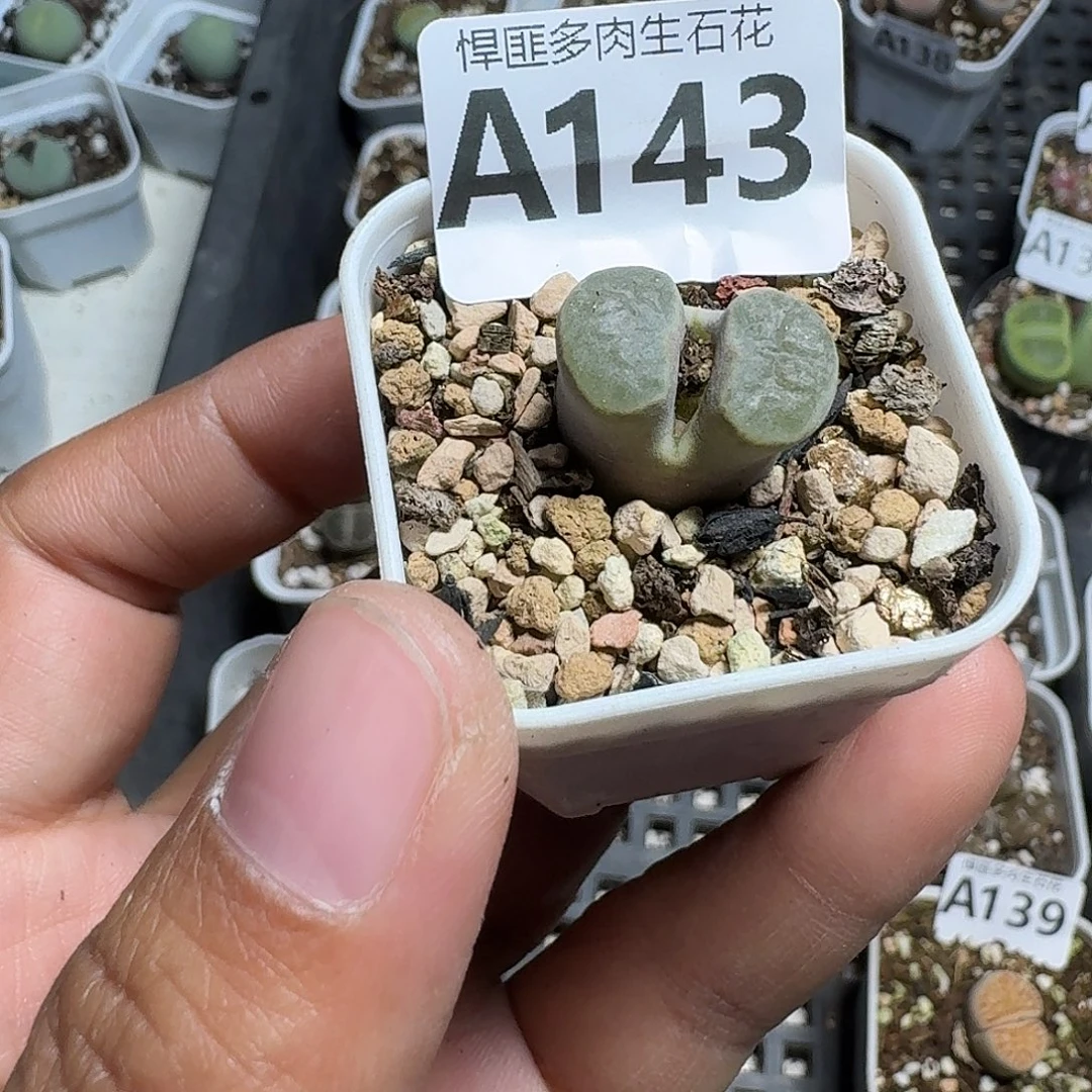 143多肉植物多肉植物