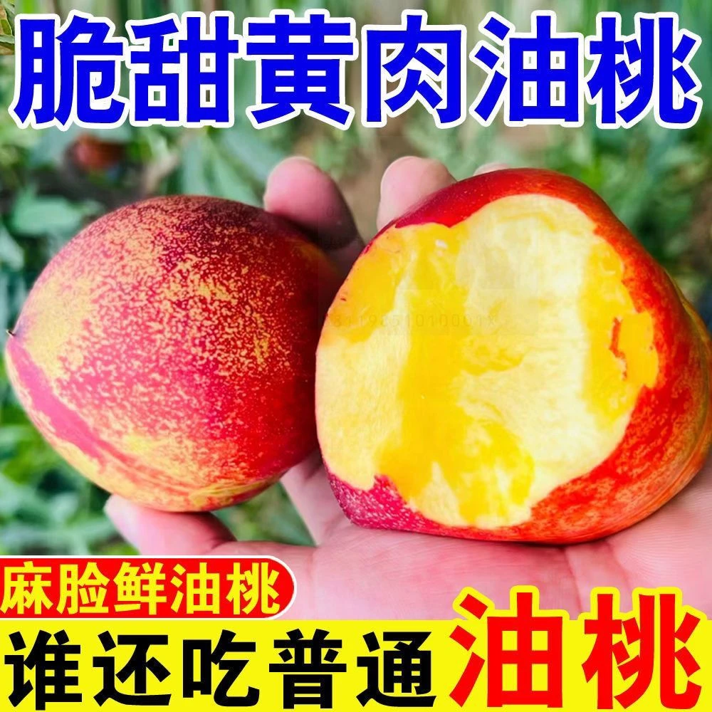 顺丰包邮 黄肉麻点大油桃脆甜头茬新鲜采摘产地直发山西麻脸桃子