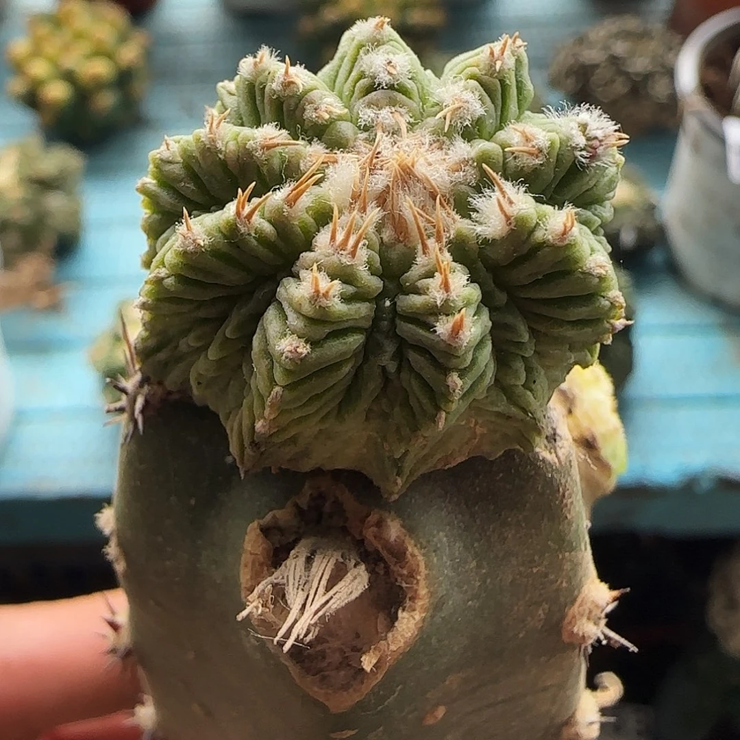 老华龙299仙人球。