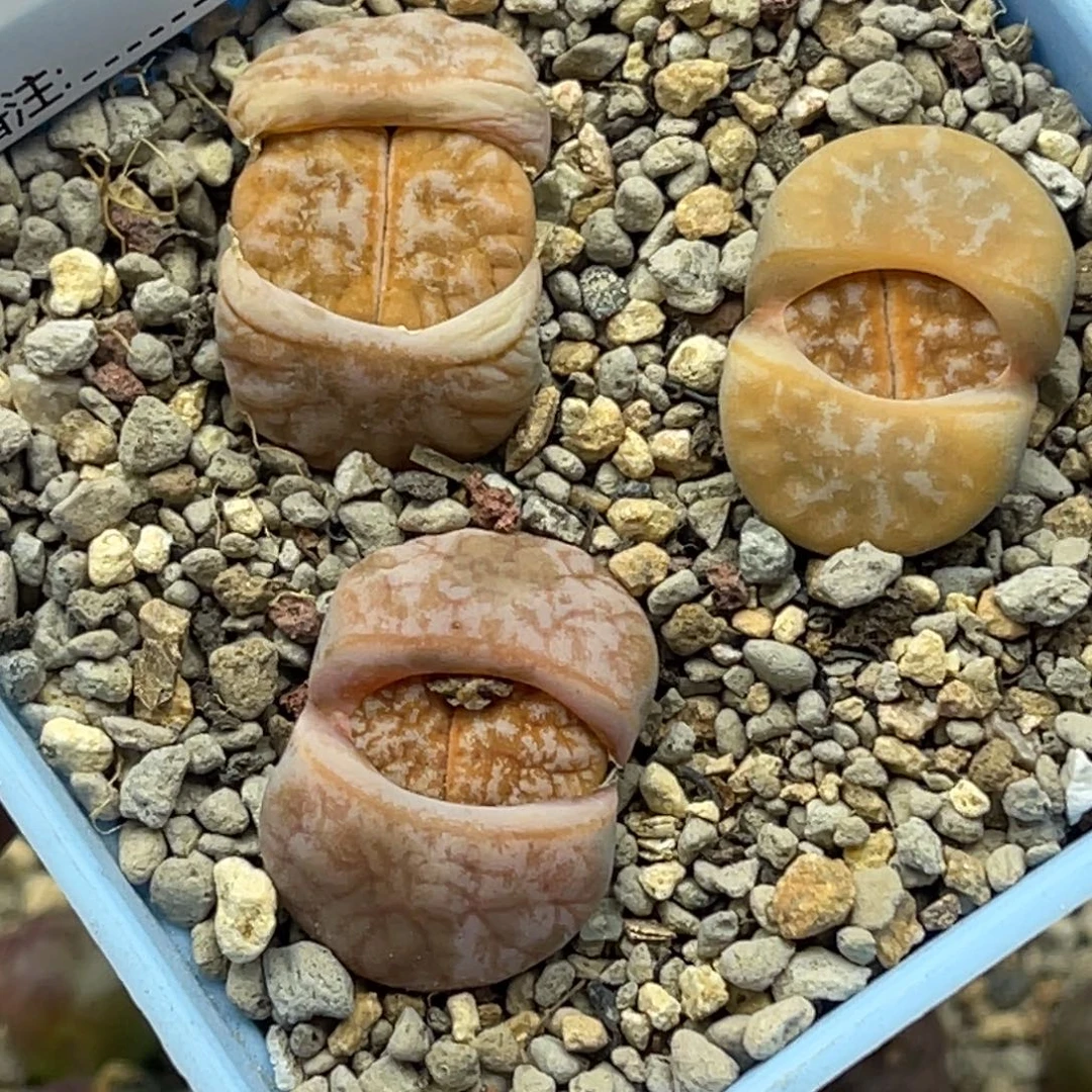 1860拿铁3颗尺寸2.0生石花