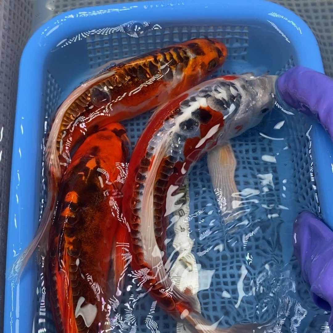 锦鲤冷水锦鲤包邮