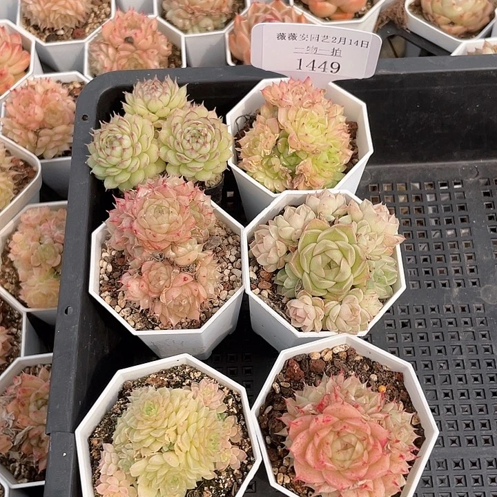 薇薇安园艺多肉1449