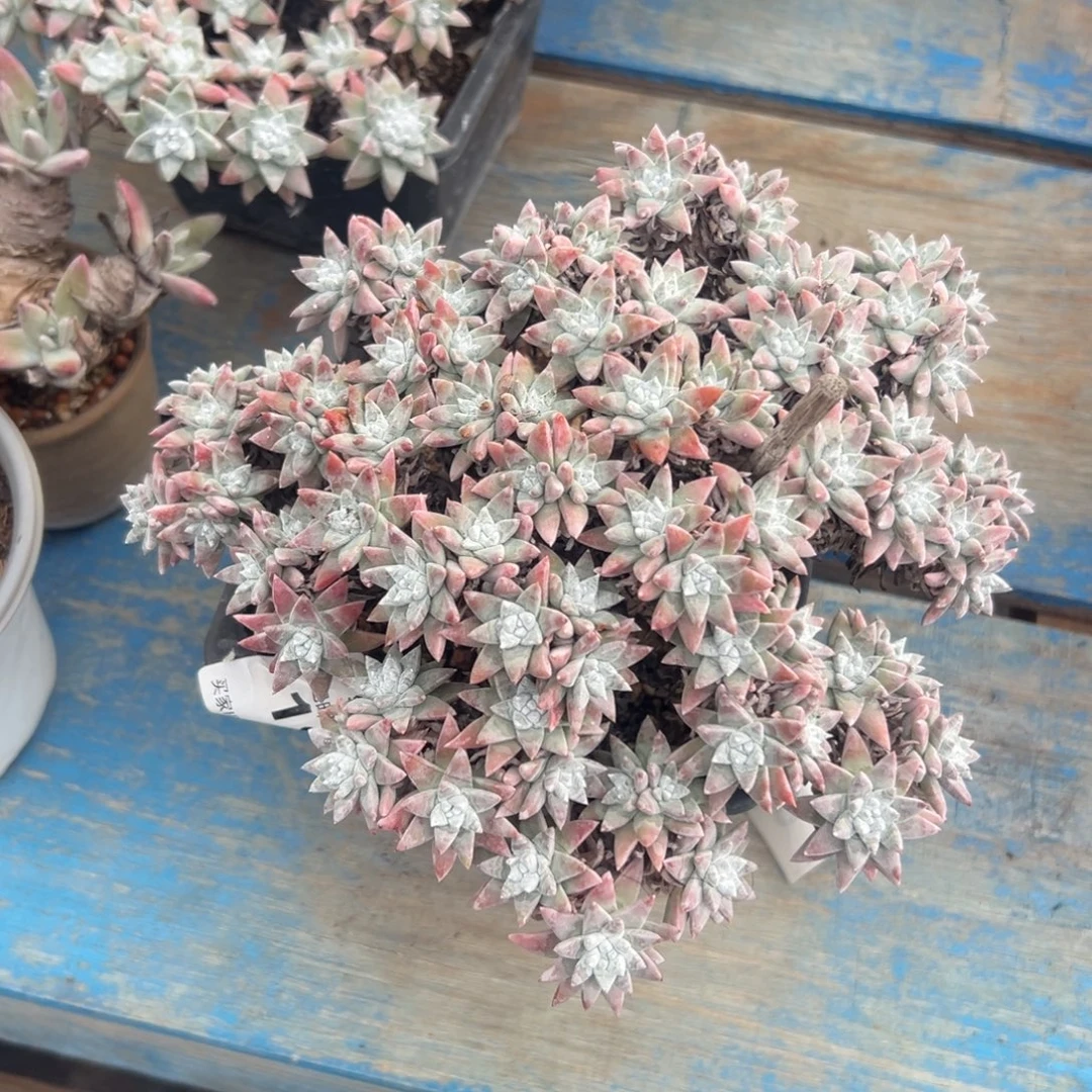 多头韩菊～一物一拍1410