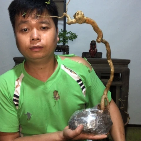 无花朵盆景盆栽植物