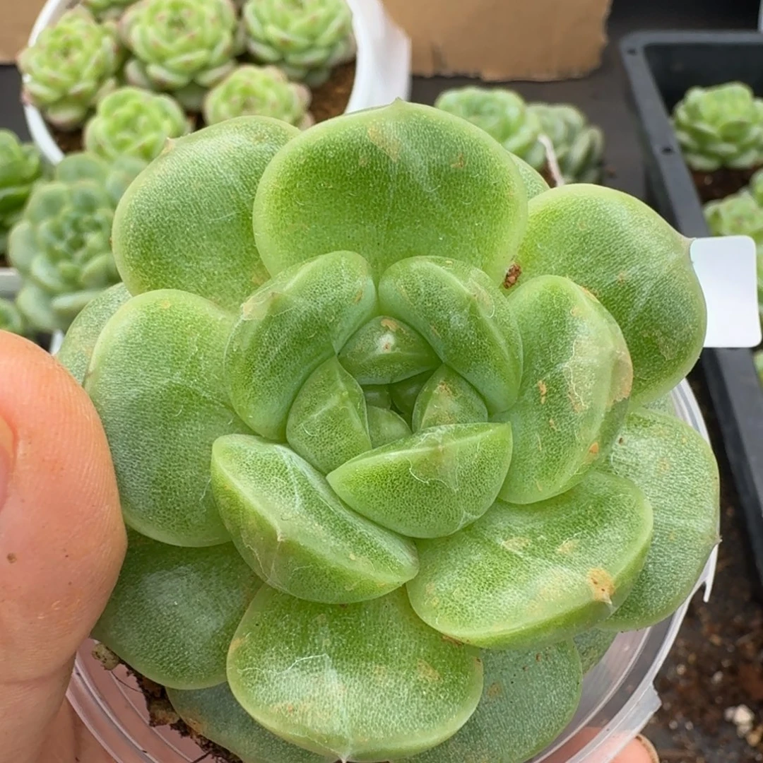 一物一拍一物一拍1109-195