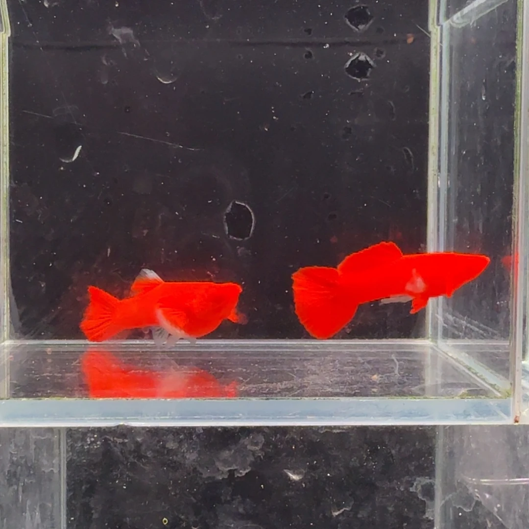 孔雀鱼鸿运当头双份水1对