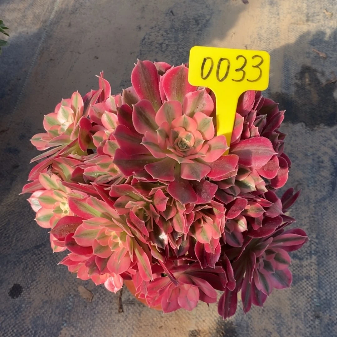 红陶悠**子0033一物一拍