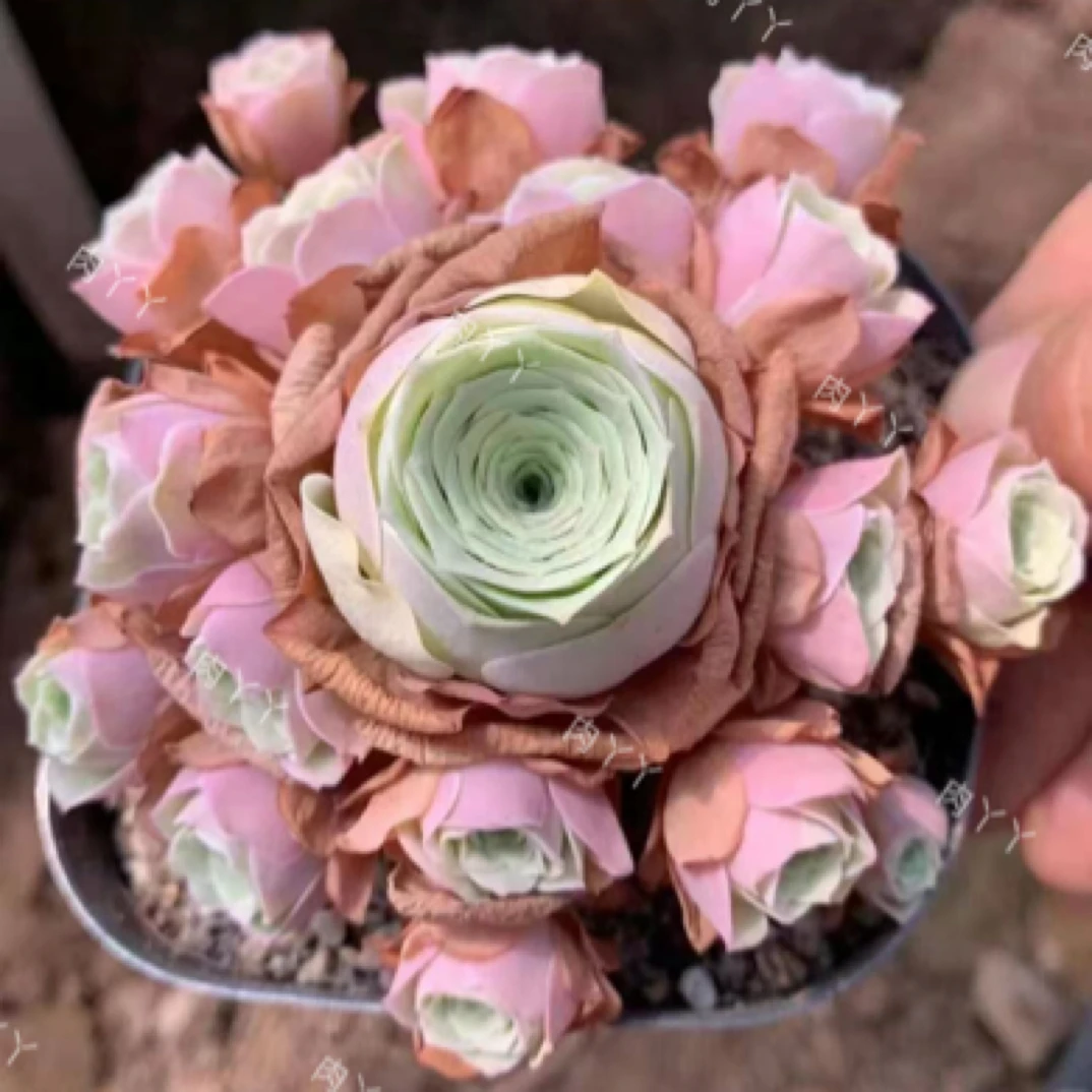 粉云舒山地玫瑰多肉裸根一颗，发货为绿色