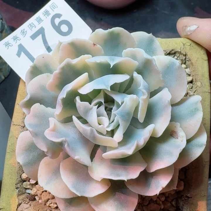 锦         精控精养多肉植物