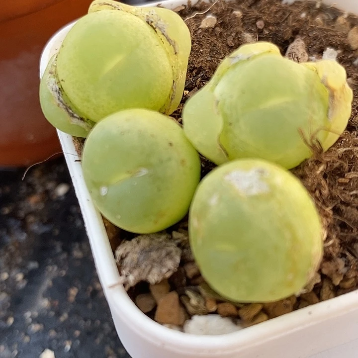 531大拉登有瑕疵一颗