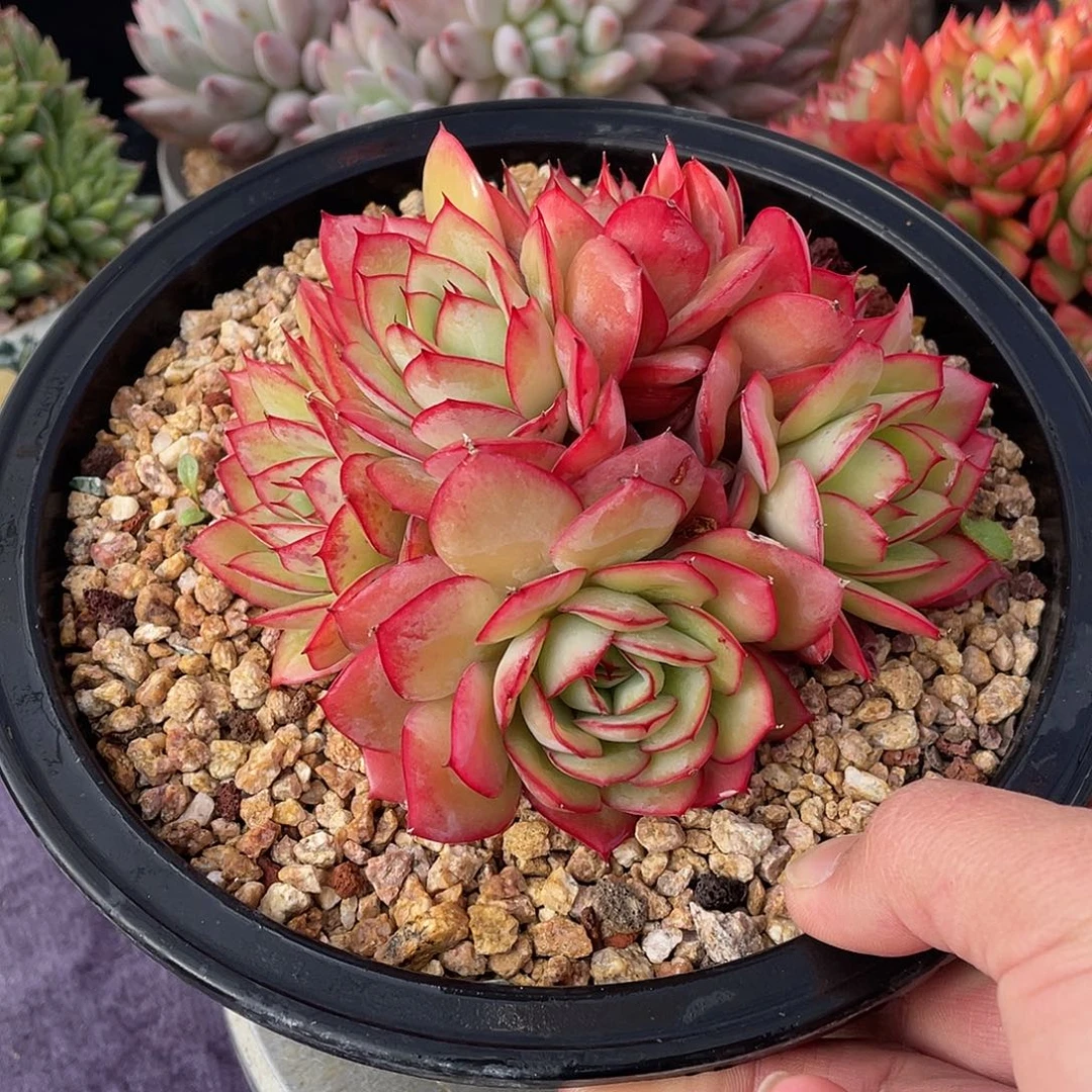 多肉植物脱土包邮