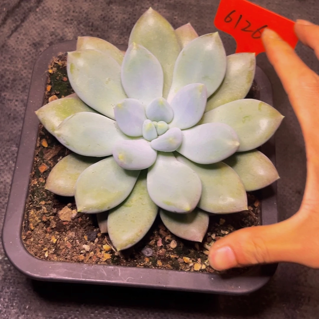 楠****?6126下午多肉植物群生