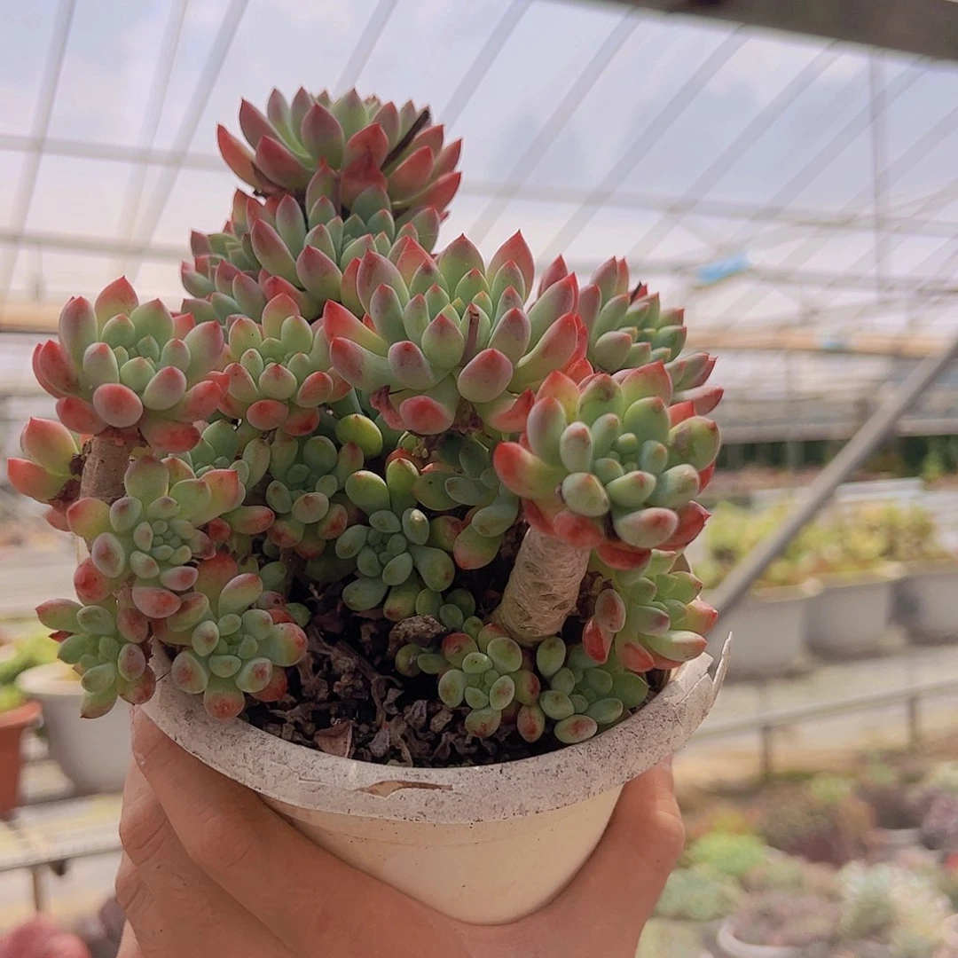 蓝苹果 多肉植物