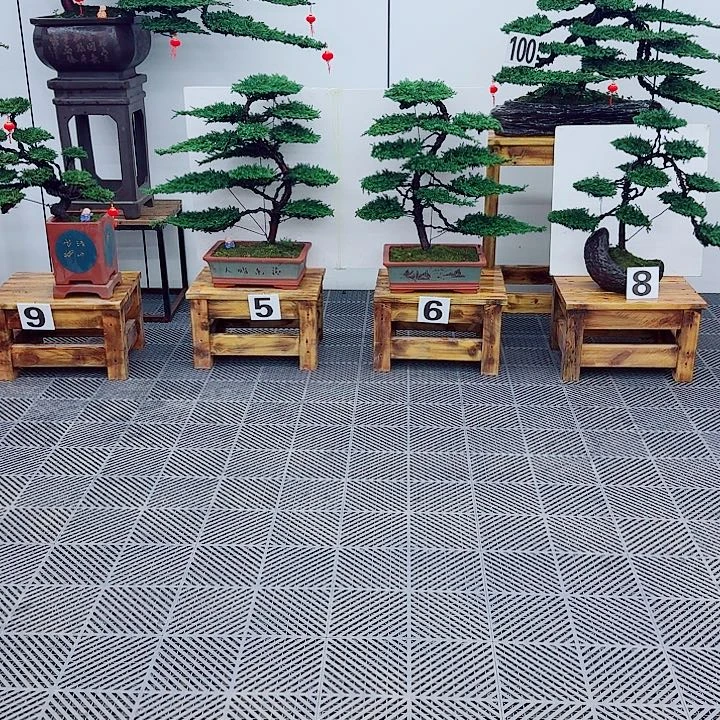 松树盆景一物一拍