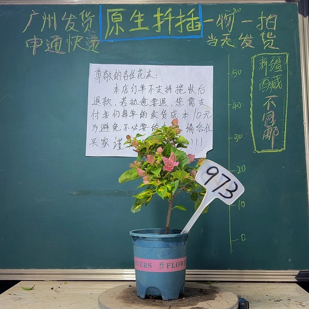 当前无花栽培后可以开花 金心橙白  973