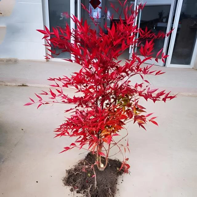 精品南天竹树苗红天竺室内盆栽火焰红观叶植物观叶庭院耐寒好养活