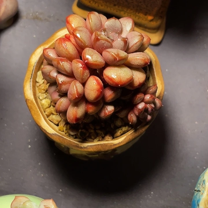 小***芹多肉植物葡萄发货