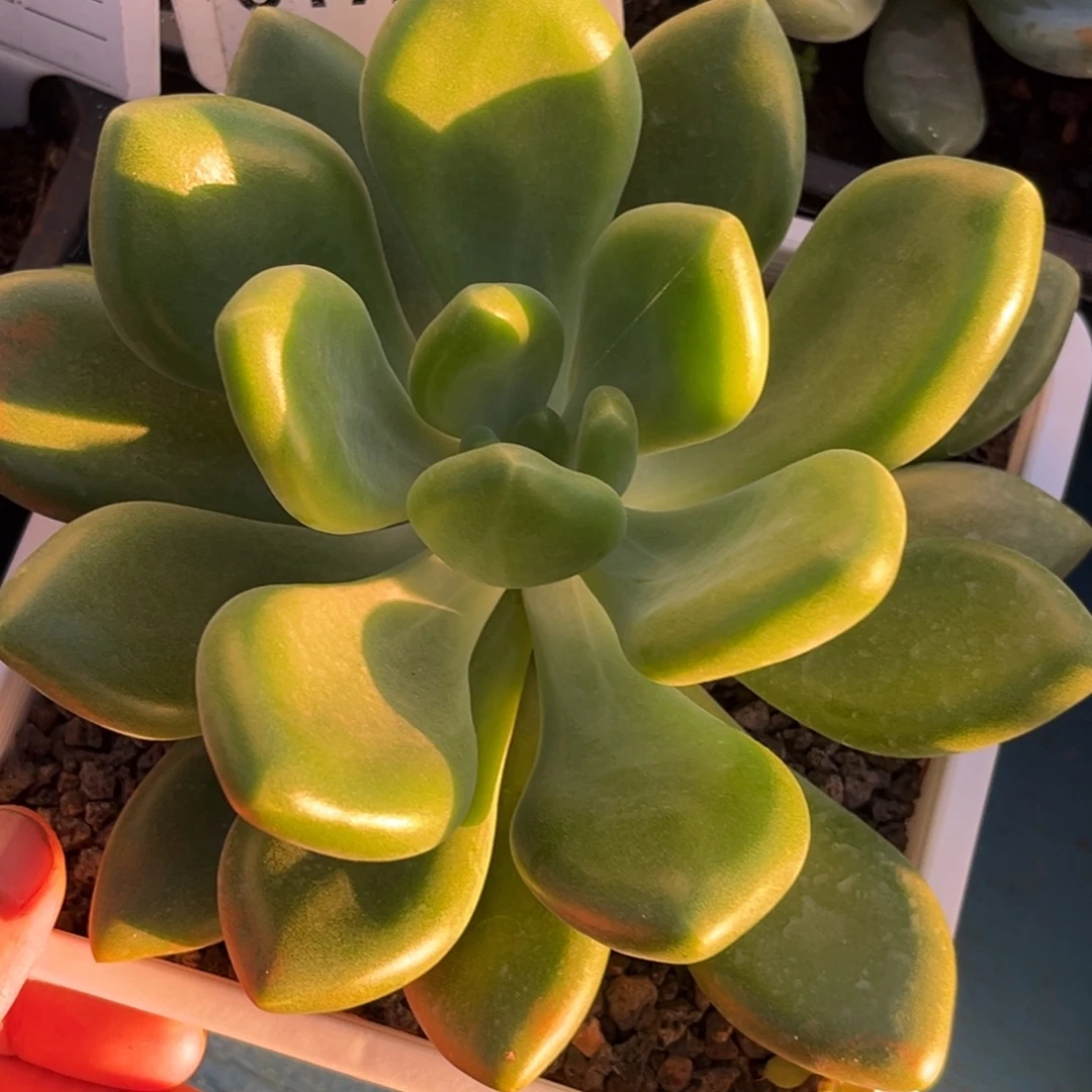 美人系多肉植物单头617
