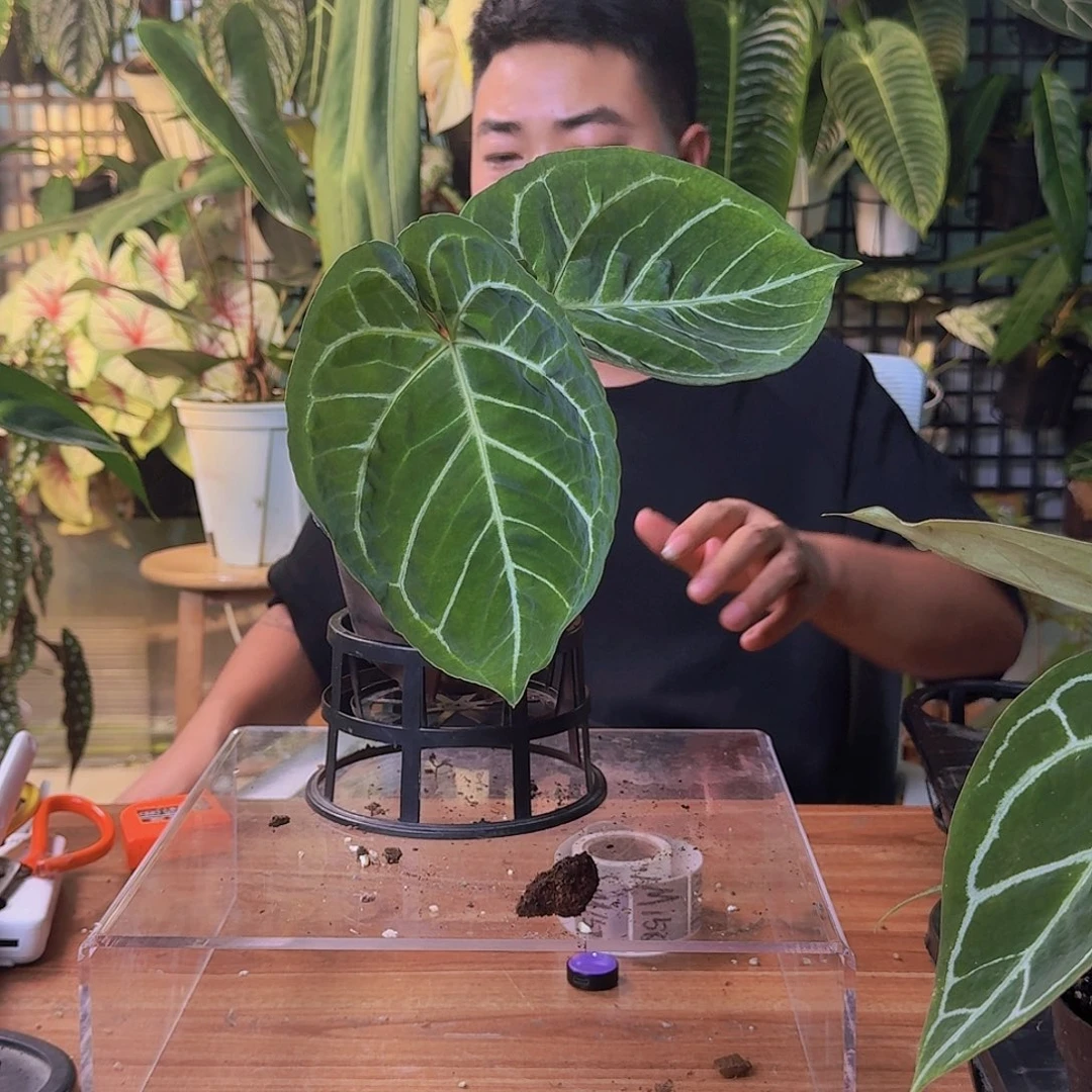 豪***阿完全开放一物一拍M154