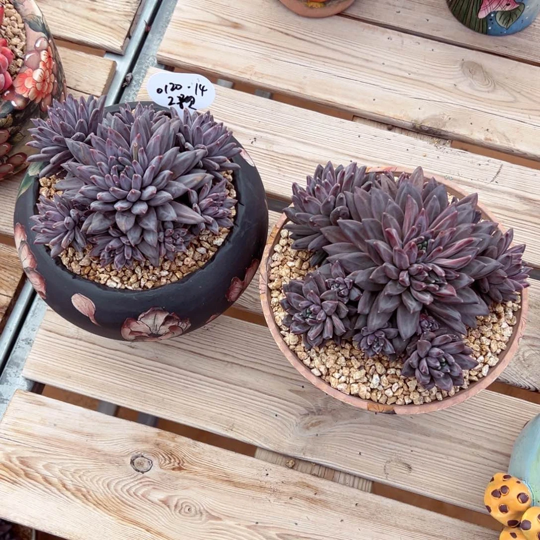 冻***0120-14梵高多肉2颗