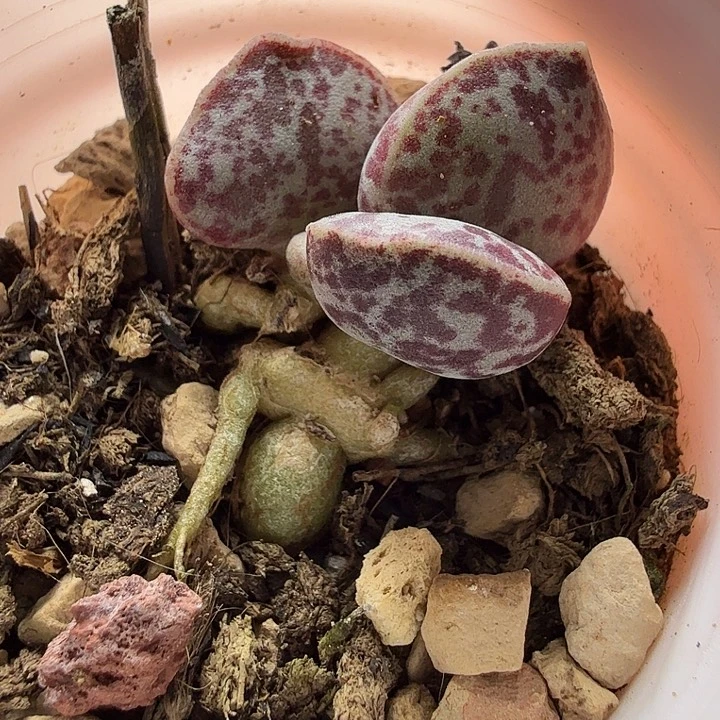 小*水蜜桃和草莓都很甜很