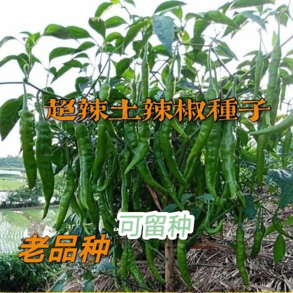 【特辣新种】辣妹子辣椒种子尖椒线椒湖南辣妹皮薄四季蔬菜种籽