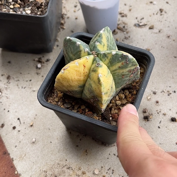无花朵鸾凤玉锦一物一拍有瑕疵