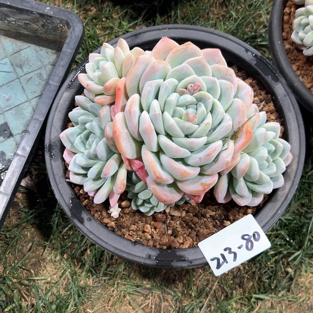 213-80冰玉多头多肉