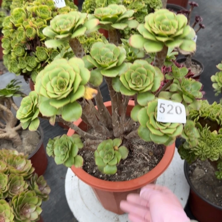 张***恒多肉植物提取技术520