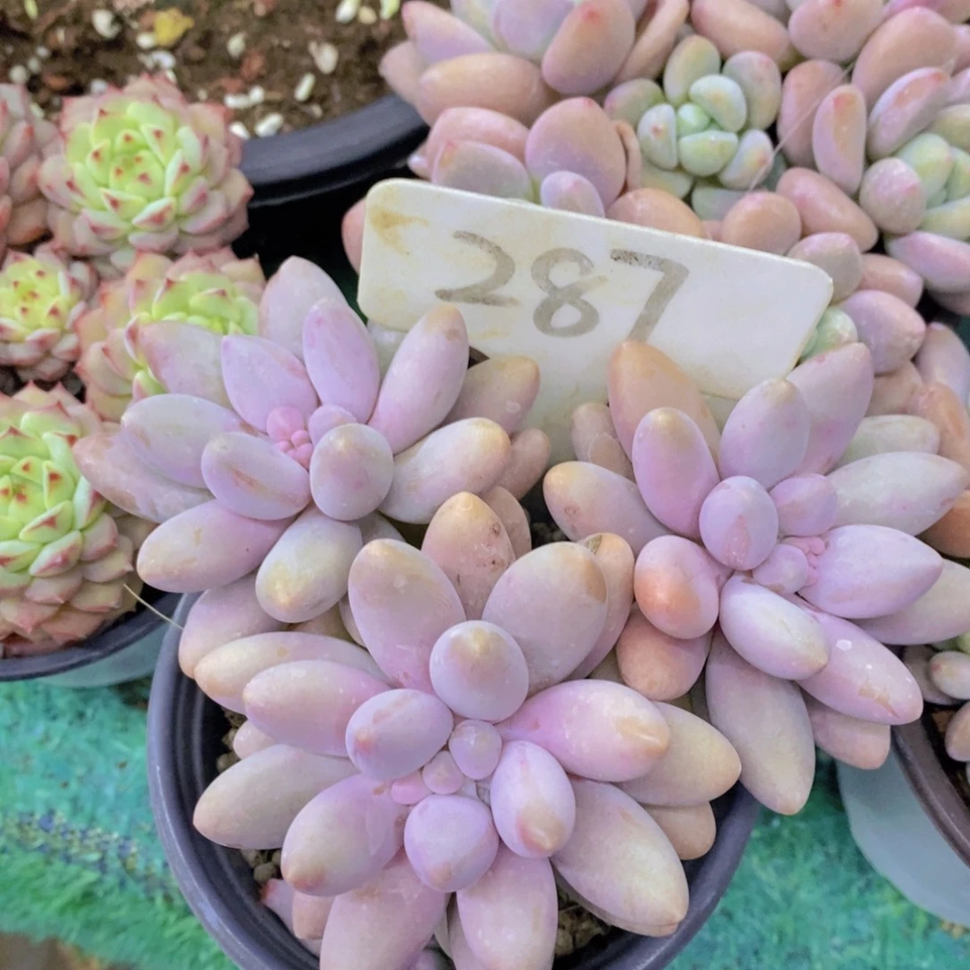 今天开心，精品多肉，一物一拍