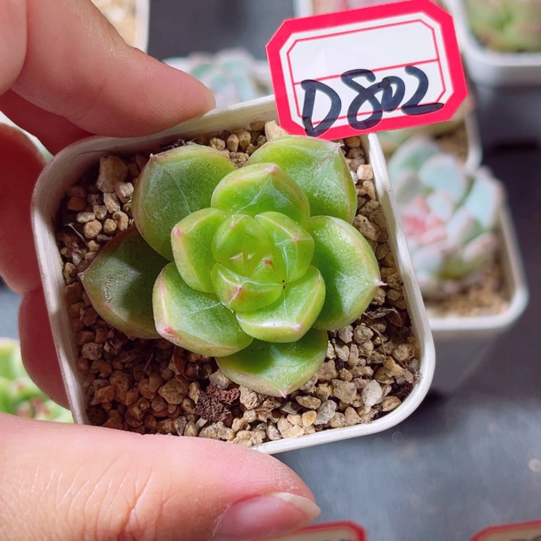 D802 一物一拍 18包邮 晴空珍妮